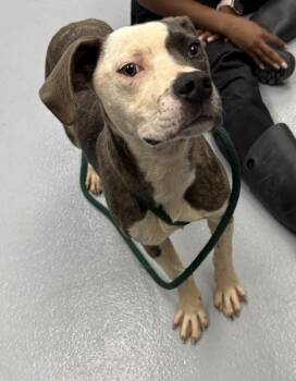 Pit Bull Terrier Dogs Available for Adoption in Lawrenceville, Georgia - Pen 201c Romeo | PetCurious