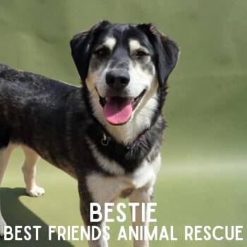 Bestie -  Husky Dog Available for Adoption in Wasilla, Alaska - Bestie | PetCurious