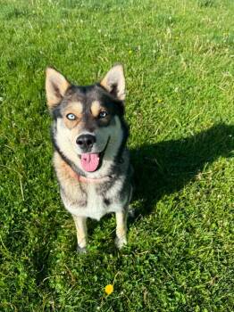 Norwegian Elkhound and Husky Dogs Available for Adoption in Viroqua, Wisconsin - Signy | PetCurious