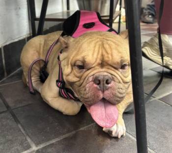 Red Lily Beetle -  Mixed Breed Dog for Adoption in New York, New York - Red Lily Beetle | PetCurious
