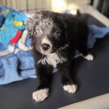 Great Pyrenees and Border Collie Dogs Available for Adoption in Blairstown, New Jersey - Artemis | PetCurious