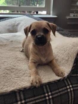 Terrier and Mixed Breed Dogs Available for Adoption in Fort Worth, Texas - Rory | PetCurious