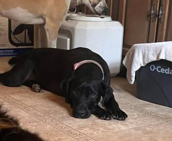 Mildred -  Labrador Retriever Dog for Adoption - Mildred | PetCurious