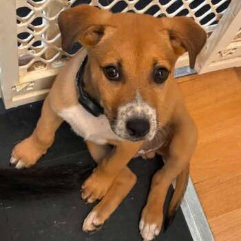 Louis -  Beagle and Shepherd Dog for Adoption in Brockport, New York - Louis | PetCurious