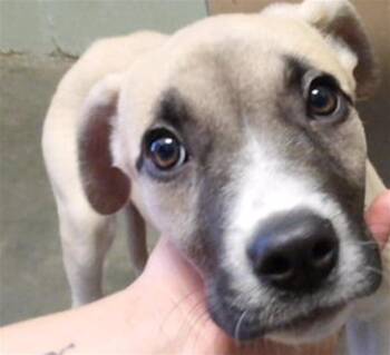 BABY DOLL -  Labrador Retriever Dog for Adoption in Tulsa, Oklahoma - BABY DOLL | PetCurious