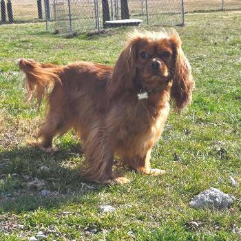 Mixed Breed Dogs Available for Adoption - Calcifer | PetCurious