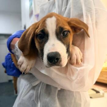 Thursday -  Terrier Dog for Adoption in New York, New York - Thursday | PetCurious