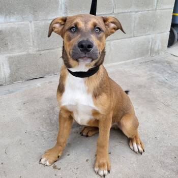 Mixed Breed Dogs Available for Adoption in Englewood, Florida - Granite | PetCurious