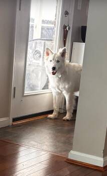 Australian Shepherd and Border Collie Dogs Available for Adoption - Kentucky County : Rascal | PetCurious