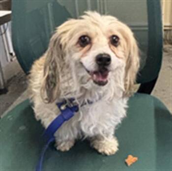 Poodle and Cocker Spaniel Dogs Available for Adoption in Camarillo, California - MUFFIN | PetCurious