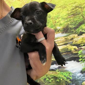Adelaide -  Rat Terrier and Chihuahua Dog for Adoption in Normal, Illinois - Adelaide | PetCurious