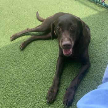 Star 8275 -  Labrador Retriever Dog for Adoption in Loxahatchee Groves, Florida - Star 8275 | PetCurious