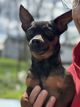 Chihuahua Dogs Available for Adoption in Russiaville, Indiana - Chowder! Sweet Awesome Girl!  | PetCurious