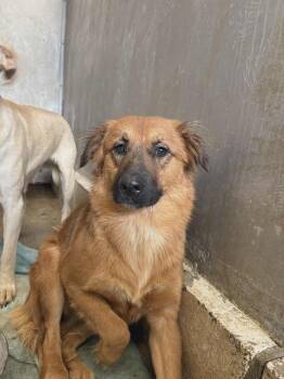 Rescue Golden Retriever Dogs for Adoption in Richmond, Kentucky - Sutton | PetCurious