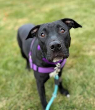 Rescue Terrier and Black Labrador Retriever Dogs for Adoption in Fairfield, Connecticut - Emmie | PetCurious