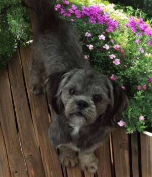 Jonathan -  Shih Tzu Dog for Adoption in San Antonio, Texas - Jonathan | PetCurious