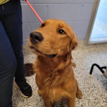 Buster -  Golden Retriever and Mixed Breed Dog for Adoption in Madisonville, Tennessee - Buster | PetCurious