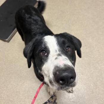 Liam -  Border Collie and Mixed Breed Dog for Adoption in Bristol, Indiana - Liam | PetCurious