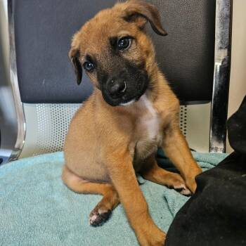 Dennis -  Black Mouth Cur Dog for Adoption in Mount Vernon, Arkansas - Dennis | PetCurious