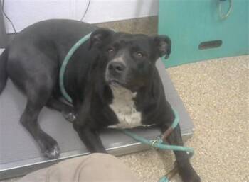 Pit Bull Terrier and Mixed Breed Dogs Available for Adoption - SWEETIE | PetCurious