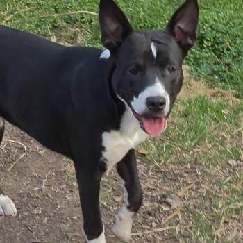 Dexter -  Terrier Dog for Adoption in Brookeville, Maryland - Dexter | PetCurious