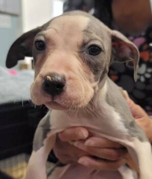 Vanilla -  Mixed Breed Dog for Adoption in West Chester, Pennsylvania - Vanilla | PetCurious