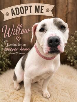 Willow -  Terrier Dog for Adoption in Manhattan, Illinois - Willow | PetCurious