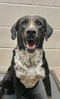 Rescue Labrador Retriever and Australian Cattle Dog Blue Heeler Dogs for Adoption in Lockhart, Texas - Snoop Dog | PetCurious