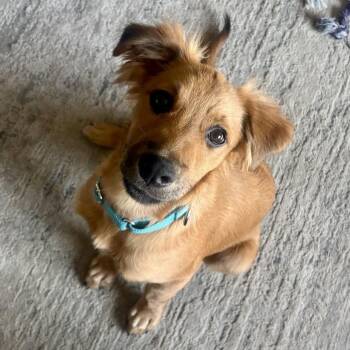 June -  Mixed Breed Dog for Adoption in Pelham, New Hampshire - June | PetCurious