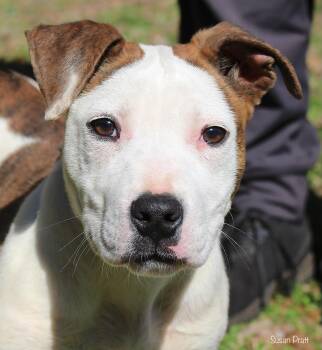 American Bulldog Dogs Available for Adoption - Puddles | PetCurious
