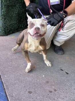 61856186 -  Pit Bull Terrier and Mixed Breed Dog for Adoption in El Paso, Texas - 61856186 | PetCurious
