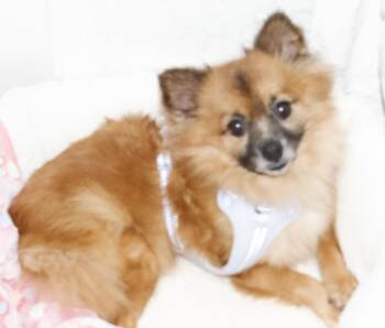 Rescue Pomeranian Dogs for Adoption in Gloucester, Virginia - Pernilli | PetCurious