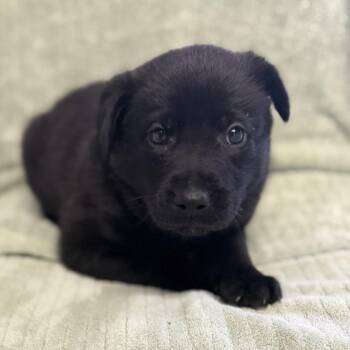 Labrador Retriever and Mixed Breed Dogs Available for Adoption in St. Peters, Missouri - Linguini | PetCurious