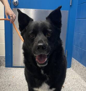 Chip -  German Shepherd Dog Dog Available for Adoption in Golden, Colorado - Chip | PetCurious
