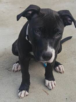 Jester -  Terrier and American Staffordshire Terrier Dog for Adoption in Whitestown, Indiana - Jester | PetCurious