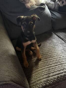 Pico -  Shepherd and Labrador Retriever Dog for Adoption in Plymouth, Michigan - Pico | PetCurious