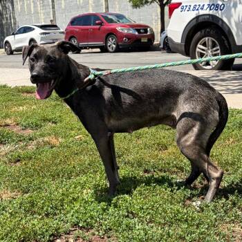 Arista -  Mixed Breed Dog for Adoption in Newark, New Jersey - Arista | PetCurious