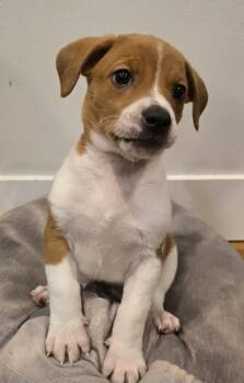 Mario -  Beagle and Chihuahua Dog for Adoption in Grand Rapids, Michigan - Mario | PetCurious