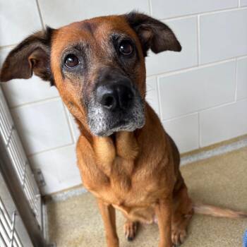Poppi -  Shepherd Dog for Adoption in Gloucester, Virginia - Poppi | PetCurious