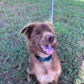 Marley -  Australian Shepherd and Mixed Breed Dog for Adoption in Blountville, Tennessee - Marley | PetCurious