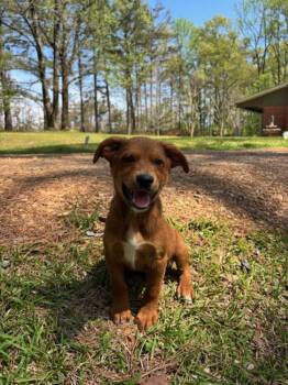 Golden Retriever and Beagle Dogs Available for Adoption - Desi | PetCurious