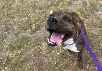 Squeakers -  American Staffordshire Terrier Dog for Adoption in Tom Bean, Texas - Squeakers | PetCurious