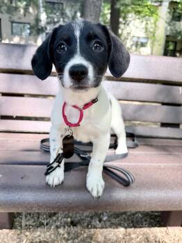 Spot -  Terrier Dog Available for Adoption in Fairfax, Virginia - Spot | PetCurious