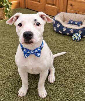 Piglet -  Pit Bull Terrier Dog for Adoption in Manchester, Connecticut - Piglet | PetCurious