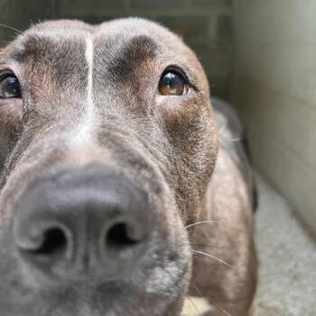 Porshia -  Terrier and Mixed Breed Dog Available for Adoption in Gainesville, Georgia - Porshia | PetCurious