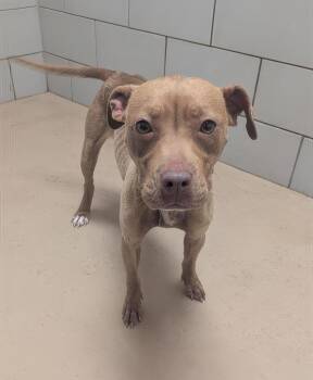 Poblano -  Mixed Breed Dog for Adoption in Nashville, Tennessee - Poblano | PetCurious