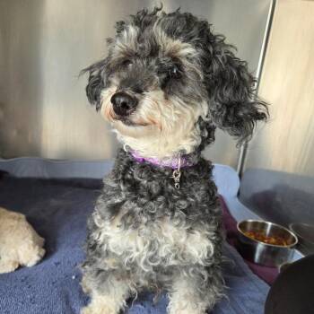 Miniature Poodle Dogs Available for Adoption in Breese, Illinois - Dolly | PetCurious