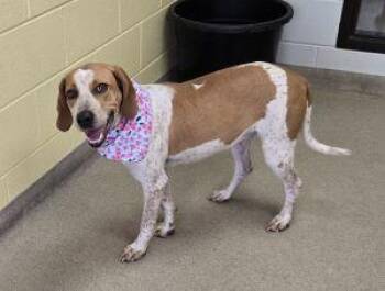 Suzie -  Redbone Coonhound Dog for Adoption in Bucyrus, Ohio - Suzie | PetCurious