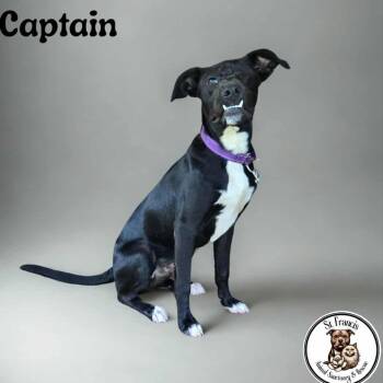 Rescue Black Labrador Retriever and Mixed Breed Dogs for Adoption in Tylertown, Mississippi - Captain | PetCurious