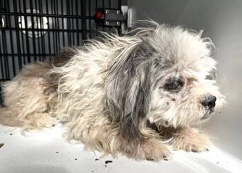 A659277 -  Shih Tzu Dog for Adoption in Houston, Texas - A659277 | PetCurious